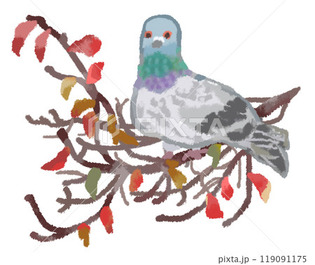 紅葉した木の枝に止まる一羽のハト 紅葉した木の枝に止まる一羽のハト 119091175
