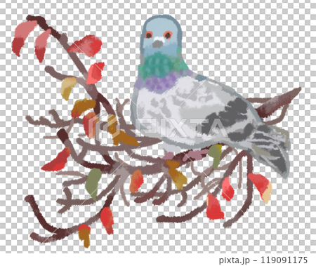 紅葉した木の枝に止まる一羽のハト 紅葉した木の枝に止まる一羽のハト 119091175