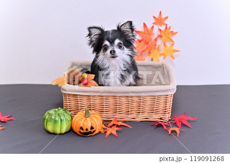 可愛いチワワとカボチャのオバケ　ハロウィン　 119091268