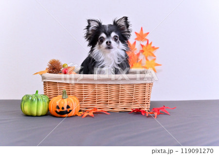 可愛いチワワとカボチャのオバケ ハロウィン 可愛いチワワとカボチャのオバケ ハロウィン 119091270