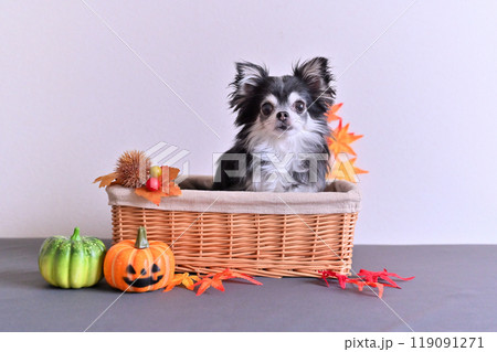 可愛いチワワとカボチャのオバケ　ハロウィン　 119091271