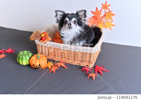 可愛いチワワとカボチャのオバケ ハロウィン 可愛いチワワとカボチャのオバケ ハロウィン 119091276