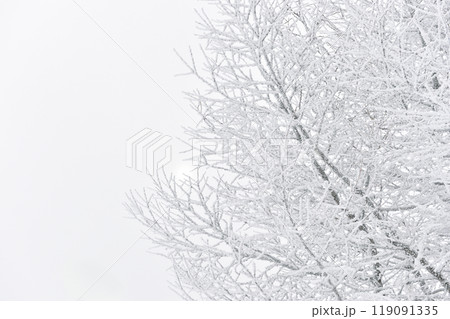 吹雪の中の樹氷① 吹雪の中の樹氷① 119091335