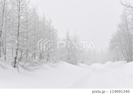 カラマツと厳冬期の雪道（降雪あり）② 119091340