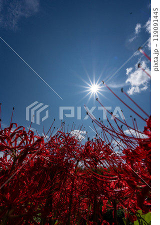 鮮やかに彼岸花が咲く秋の風景と秋空のコピースペース 鮮やかに彼岸花が咲く秋の風景と秋空のコピースペース 119091445
