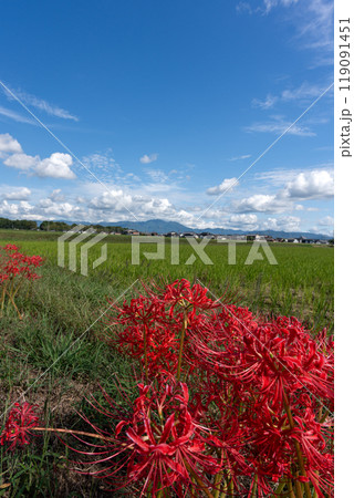鮮やかに彼岸花が咲く秋の風景と秋空のコピースペース 鮮やかに彼岸花が咲く秋の風景と秋空のコピースペース 119091451