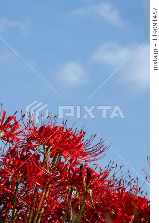 鮮やかに彼岸花が咲く秋の風景と秋空のコピースペース 119091487
