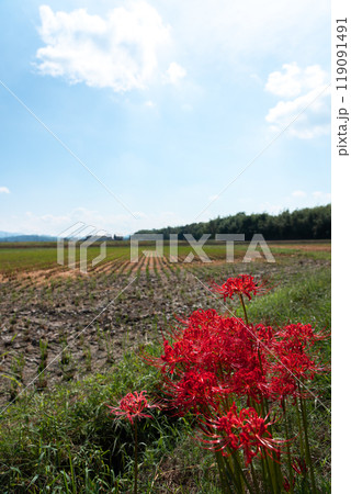 鮮やかに彼岸花が咲く秋の風景と秋空のコピースペース 鮮やかに彼岸花が咲く秋の風景と秋空のコピースペース 119091491