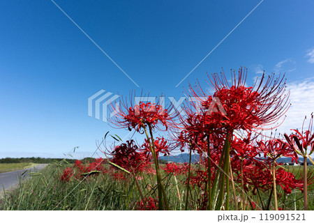 鮮やかに彼岸花が咲く秋の風景と秋空のコピースペース 119091521