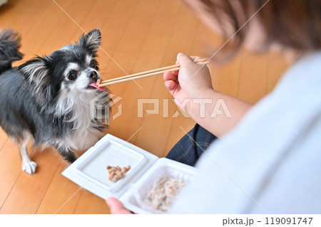 美味しそうに納豆を食べるチワワ 119091747