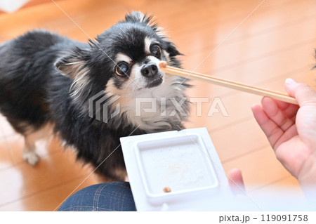 美味しそうに納豆を食べるチワワ 119091758