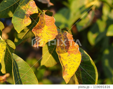 収穫期を迎え紅葉する胡桃の木の葉2 収穫期を迎え紅葉する胡桃の木の葉2 119091816