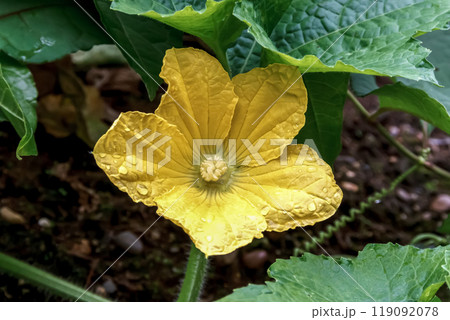 ウリ科の一年草のヘチマの黄色い花【五裂】 ウリ科の一年草のヘチマの黄色い花【五裂】 119092078