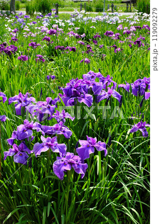 水郷佐原あやめパーク 千葉県 水郷佐原あやめパーク 千葉県 119092279