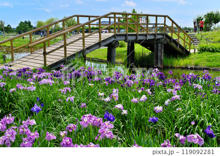 水郷佐原あやめパーク　千葉県 119092281