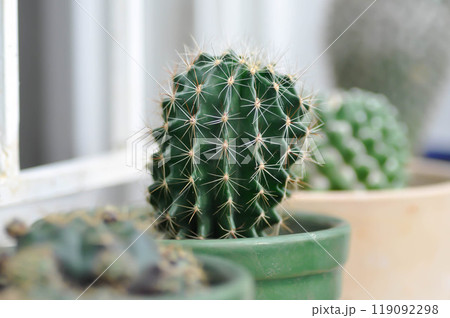 Echinopsis calochlora, Goloden Echinopsis calochlora or cactus Echinopsis calochlora, Goloden Echinopsis calochlora or cactus 119092298