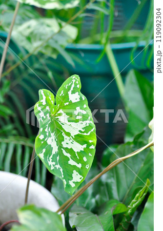 Colocasia Esculenta Hilo Beauty, Colocasia or Esculenta Hilo or Colocasia bicolor 119092304