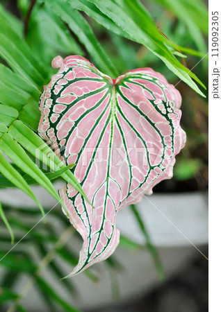 Caladium ,Caladium ThaiBeauty or Dieffenbachia seguine or Caladium bicolor or Araceae or pink leaf 119092305
