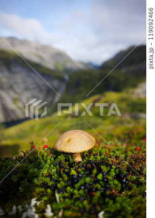 Mushroom set against a stunning, Lush Green Landscape with majestic Mountains in the background Mushroom set against a stunning, Lush Green Landscape with majestic Mountains in the background 119092466