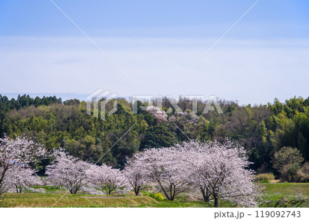 《春景色》里山の桜並木 119092743