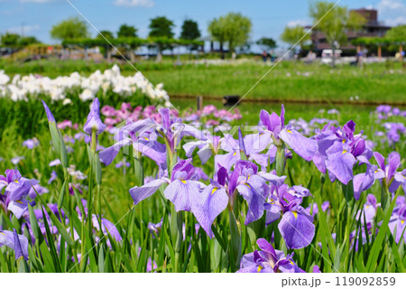 水郷佐原あやめパーク　千葉県 119092859