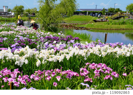 水郷佐原あやめパーク 千葉県 水郷佐原あやめパーク 千葉県 119092863