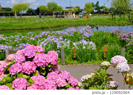 水郷佐原あやめパークのアジサイ　千葉県 119092864