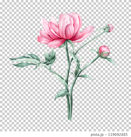 Watercolor bouquet of delicate pink peony flowers in full bloom. Hand drawn illustration beautiful floral flower. Summer botanical plant on isolated. Elements for design invitations anniversary. Watercolor bouquet of delicate pink peony flowers in full bloom. Hand drawn illustration beautiful floral flower. Summer botanical plant on isolated. Elements for design invitations anniversary. 119092885