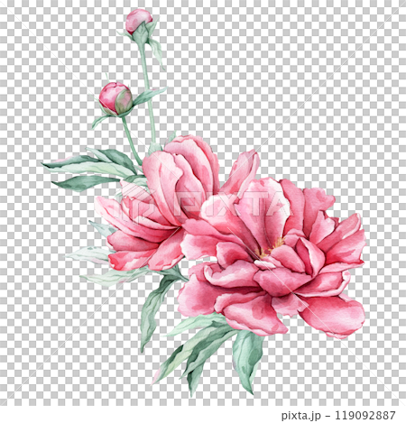 Watercolor bouquet of delicate pink peony flowers in full bloom. Hand drawn illustration beautiful floral flower. Summer botanical plant on isolated. Elements for design invitations anniversary. Watercolor bouquet of delicate pink peony flowers in full bloom. Hand drawn illustration beautiful floral flower. Summer botanical plant on isolated. Elements for design invitations anniversary. 119092887