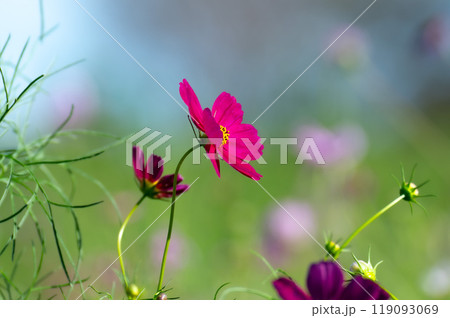 草原に咲くコスモス 119093069