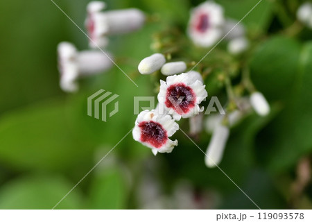 ヘクソカズラの花 119093578
