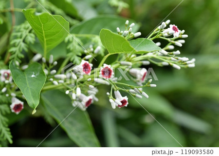 ヘクソカズラの花 119093580