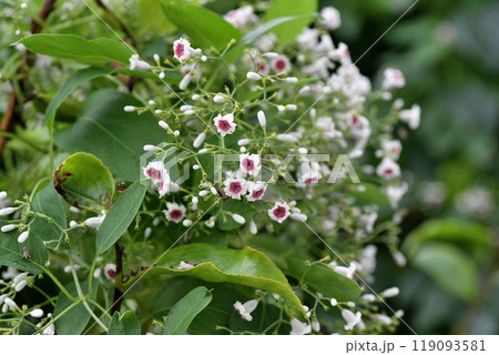 ヘクソカズラの花 ヘクソカズラの花 119093581