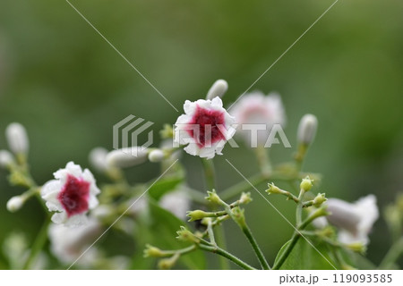 ヘクソカズラの花 119093585