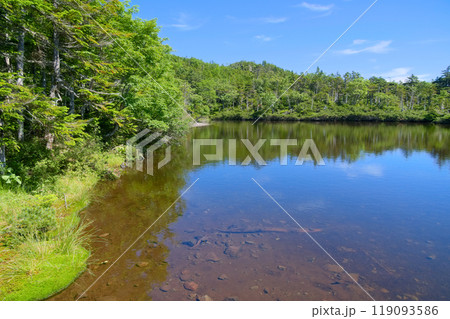 北八ヶ岳の七ッ池、二の池 119093586
