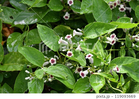 ヘクソカズラの花 ヘクソカズラの花 119093669