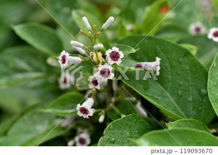 ヘクソカズラの花 ヘクソカズラの花 119093670
