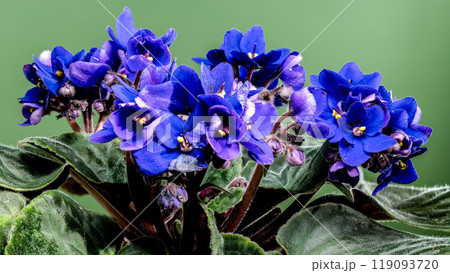 Blooming violet flowers on a green background Blooming violet flowers on a green background 119093720
