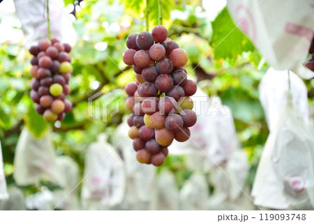 ぶどう狩りの風景 119093748