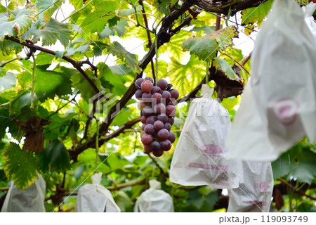 ぶどう狩りの風景 119093749