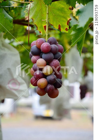 ぶどう狩りの風景 119093759