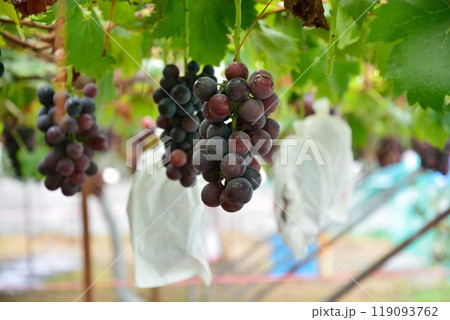ぶどう狩りの風景 ぶどう狩りの風景 119093762