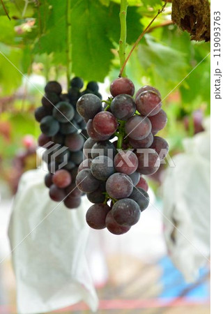 ぶどう狩りの風景 119093763