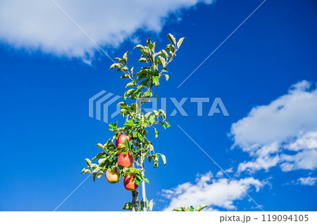 青空とスリムレッド 119094105