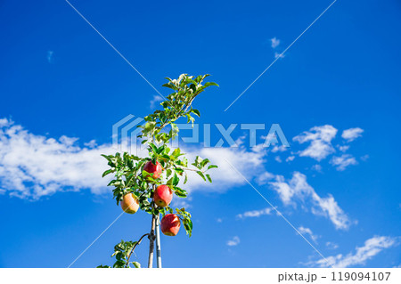 青空とスリムレッド 青空とスリムレッド 119094107