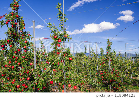 果樹園の実った赤りんご 119094123