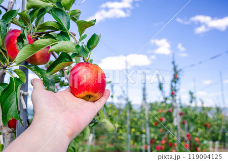 手にとったシナノピッコロ 119094125