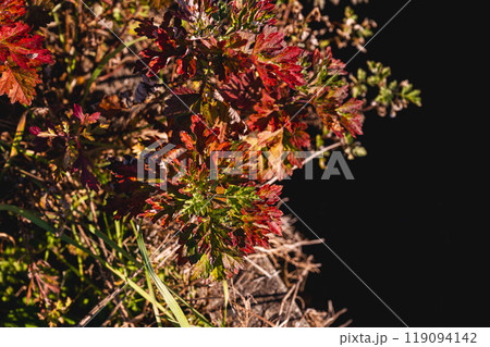 紅葉したヨモギ 119094142