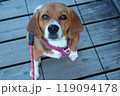 お散歩 犬 ビーグル 木道 見上げる お散歩 犬 ビーグル 木道 見上げる 119094178