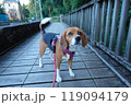 お散歩 犬 ビーグル 木道 お散歩 犬 ビーグル 木道 119094179